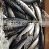 Frozen Mackerel 300-400g 2016 thumbnail-6