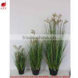 Natural Green Papyrus Scirpus Validus Potted Onion Grass thumbnail-1