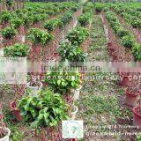 Ficus Cage Shape Farm thumbnail-1