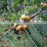 Triphala Extract thumbnail-2