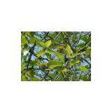 10-hydroxycamptothecin thumbnail-1