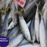 60-80pcs Chinese Frozen Whole Pacific Mackerel Fish By Light Catching