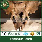 Lisaurus-0047 Buried Discovery Science Dinopark Dinosaurs Fossils Replica