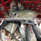 Frozen Seafood Horse Mackerel With China Exports 140 - 200 g/ Pcs thumbnail-1