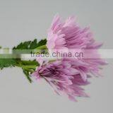 Quality New Coming Fresh Pink Chamomile Chrysanthemum thumbnail-1