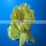 Factory Wholesale Wide Variety Fresh Cut Bulk Flowers Fresh Carnations thumbnail-4