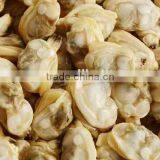 Frozen Clam Top Shell Meat