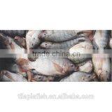 Frozen Fish Tilapia Vietnam for Sale thumbnail-1