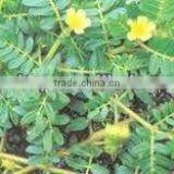 China Qingdao BNP Supplies Best Quality Tribulus Terrestris Extract Powder 70% Saponins thumbnail-1