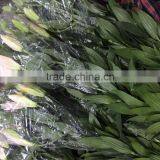 Fresh Cut Flowers Lily Flowers thumbnail-2