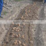 High Quality Single Row 4US-60 Mini Potato Harvester thumbnail-6