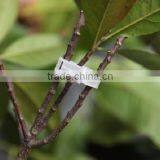 Wholesale Agricultural Plastic Tomato Grafting Support Clip thumbnail-1