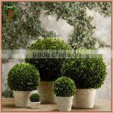 Fresh Boxwood Preserved With White Pot for Christmas Decoration thumbnail-1