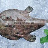 Whole Round Frozen Monkfish Prices thumbnail-2