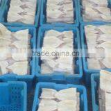 Frozen Squid Tube thumbnail-3