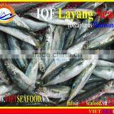 IQF LAYANG SCAD WHOLE ROUND thumbnail-2