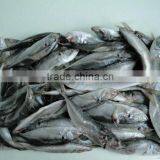 New Laning Whole Round Seafrozen Horse Mackerel for Canning With Good Quality and Competitive Price thumbnail-3