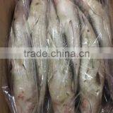 Export Vietnam 1-1.5KG Frozen Gullet Mullet Fish thumbnail-4