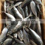 2016 New Landing Sea Frozen Horse Mackerel 20cm+ thumbnail-6