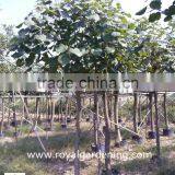 Hibiscus Tiliaceus Outdoor Landscaping Project Plants