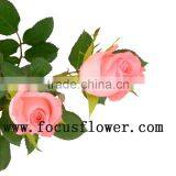 Wholesale Fresh Cut Rose Rose Flowers Diana With 0.8_1.2kg/bundle From Kunming thumbnail-2