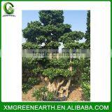 Ficus Microcarpa Bonsai 2.5m (3) thumbnail-1