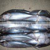 300-500g Frozen Bonito Tuna