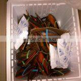 Live Candian Lobster thumbnail-3