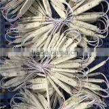 Shenzhen Bright-land SAMSUNG LED Module With 5 Years Warranty Waterproof Ip65 thumbnail-3