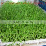 Fodder Sprouting Machine/barley Grass Growing Machine thumbnail-5