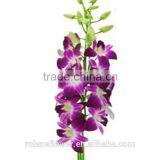 Purple Cattleya Orchid Plants Export for Wedding Event Decoration thumbnail-4