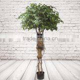 Artificial Indoor Ficus Tree thumbnail-2