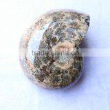 Wholesale Natural Snail Fossils Shell Animals Fossils thumbnail-2