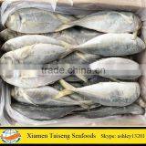 Good Quality New Landing Frozen Horse Mackerel Low Price With All Size thumbnail-2