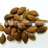 VIETNAM SCAPHIUM SCAPHIGERUM thumbnail-2