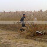 Hot Sale Mini Reed Harvesting Machine thumbnail-5
