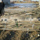 Willow Sticks thumbnail-4