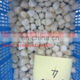 Frozen Scallop For American With Sea Scallop/bay Scallop thumbnail-6