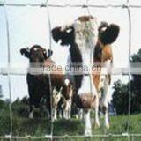 YUANXI COW WIRE MESH(FACTORY) thumbnail-1