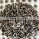Roasted Salted Sunflower Seeds 5009 for Sale