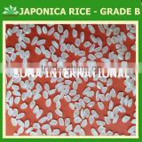 JAPONICA RICE - sales4@ vinarice.vn + 84 1268877137