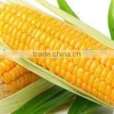B - Grade Yellow Maize