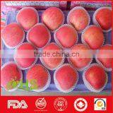 Fresh Fuji Apple Fruit Exporter From China thumbnail-3