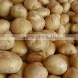 High Grade Potato Offer From Pakistan