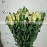 High Quality Fresh Cut Flowers Eustoma From Flower Plating Base thumbnail-6