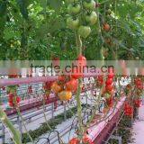 Greenhouse Kits- 2 thumbnail-6