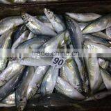 New Season Horse Mackerel Trachurus Japnonicus for Sale thumbnail-1