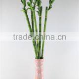Lucky Bamboo Dracaena Sauderiana Straight Bamboo Indoor Plant thumbnail-2