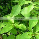 BALIOSPERMUM MONTANUM thumbnail-1