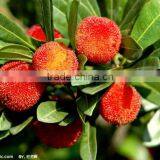 Dihydromyricetin thumbnail-1